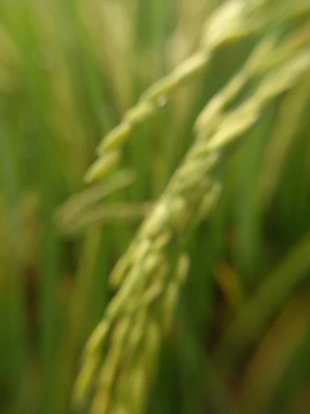 Green Grass Garden — Stock Photo, Image