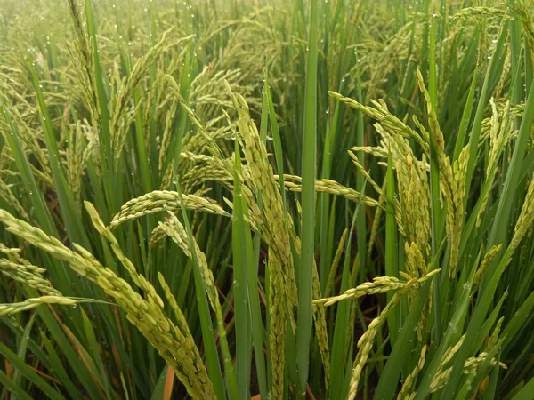 Arkasında pirinç tarlaları olan sarı çeltik tohumlarını kapatın.