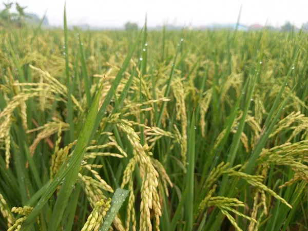 Arkasında pirinç tarlaları olan sarı çeltik tohumlarını kapatın.