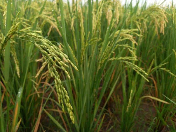 Arkasında pirinç tarlaları olan sarı çeltik tohumlarını kapatın.