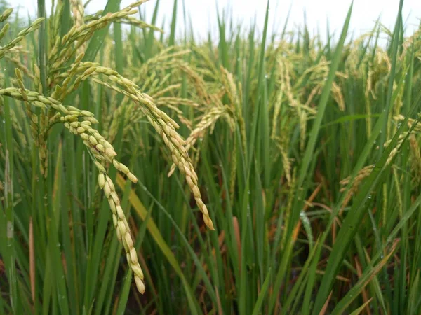 Arkasında pirinç tarlaları olan sarı çeltik tohumlarını kapatın.