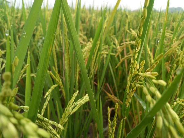 Arkasında pirinç tarlaları olan sarı çeltik tohumlarını kapatın.