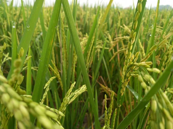 Arkasında pirinç tarlaları olan sarı çeltik tohumlarını kapatın.