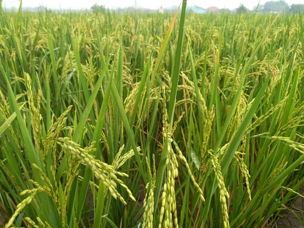 Arkasında pirinç tarlaları olan sarı çeltik tohumlarını kapatın.