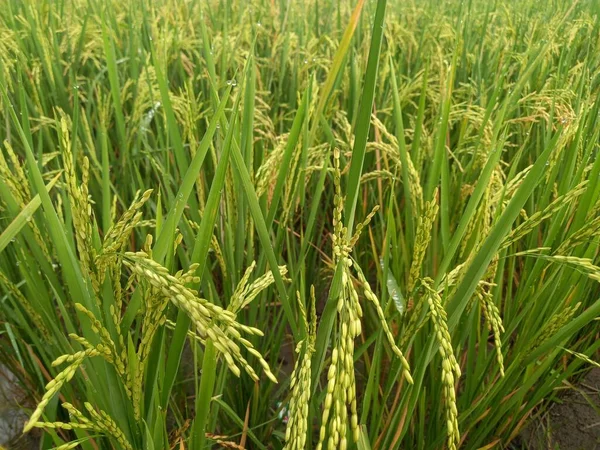 Arkasında pirinç tarlaları olan sarı çeltik tohumlarını kapatın.