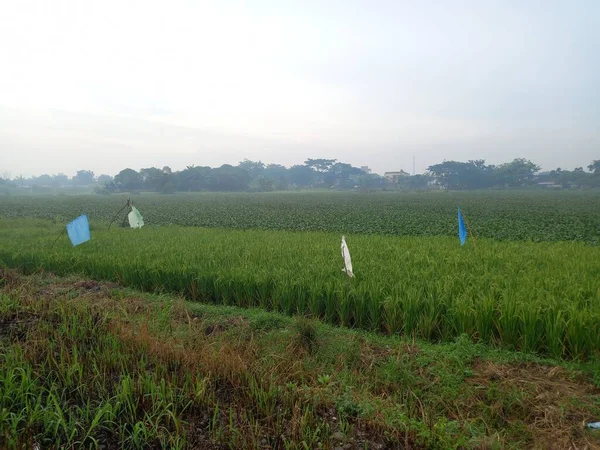 Tembakan Indah Dari Lapangan Hijau Dengan Seorang Wanita Muda Langit — Stok Foto