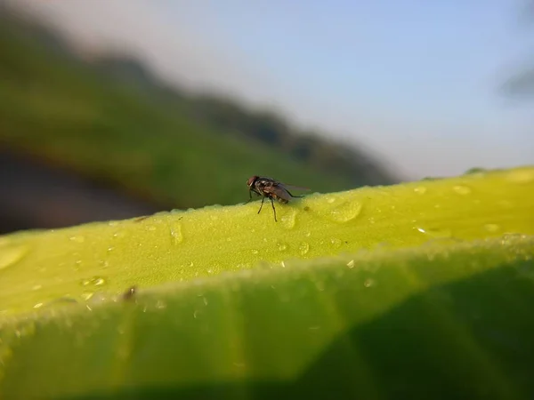 Close Van Insect Natuur Achtergrond — Stockfoto