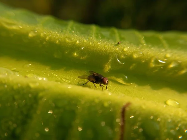 Foto Close Seup Lebah Daun Hijau — Stok Foto