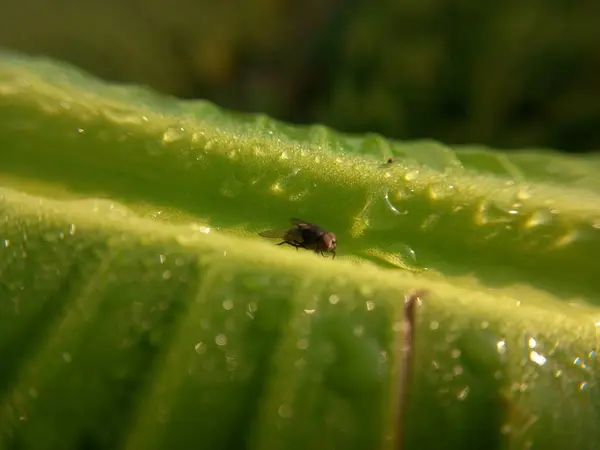 Daun Hijau Dengan Tetes Embun — Stok Foto