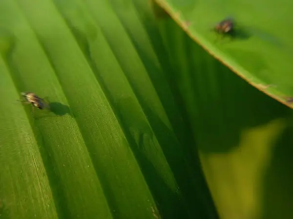 Daun Hijau Flora Dan Fauna — Stok Foto