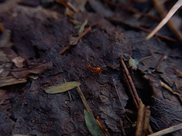 Bir ağaç kütüğünü kapat