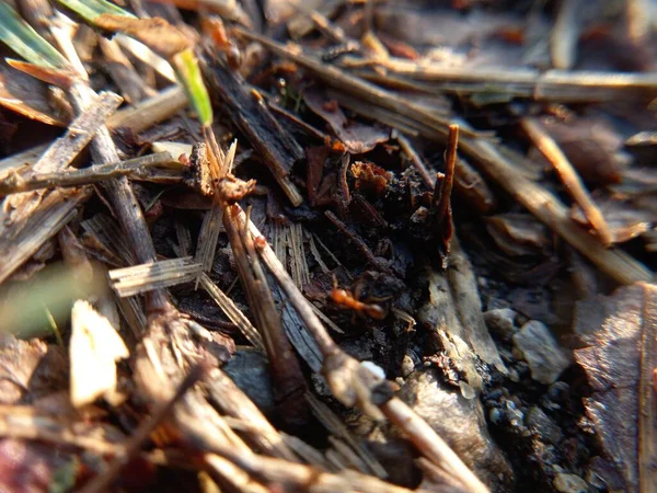 Kuru kül yapraklarına yakın.