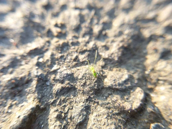 Grünes Gras Sand — Stockfoto