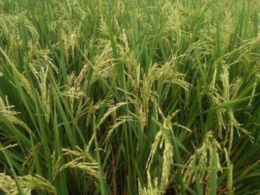 Mavi gökyüzü ile yeşil pirinç tarlası