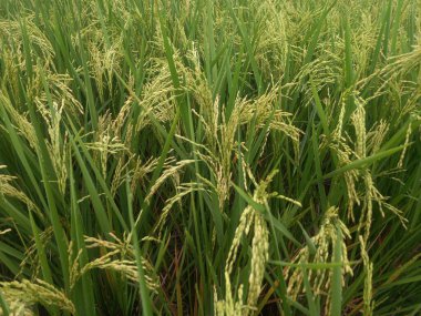 Mavi gökyüzü ile yeşil pirinç tarlası