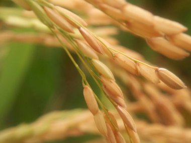 Sarı çeltik pirinç tohumunu kapatın. Bokeh doğa arka planına sahip.