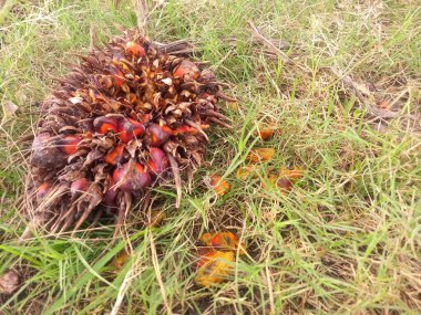 Yağlı palmiye ağaçları toplanır.