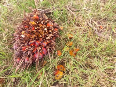 Yağlı palmiye ağaçları toplanır.