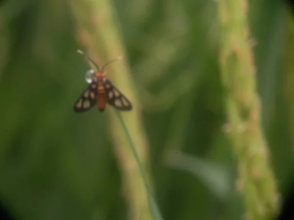 Nahaufnahme Von Insekten Der Natur — Stockfoto