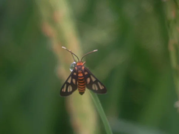 Närbild Insekter Naturen — Stockfoto