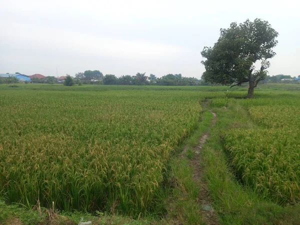 Campo Arroz Verde Por Mañana —  Fotos de Stock