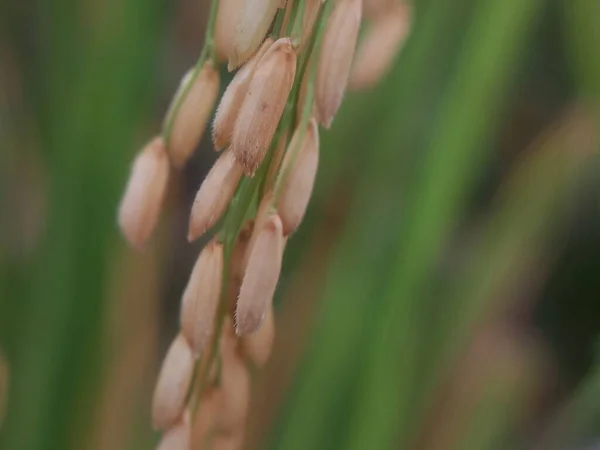 Close Sementes Arroz Paddy Amarelo Com Fundo Natureza Bokeh — Fotografia de Stock