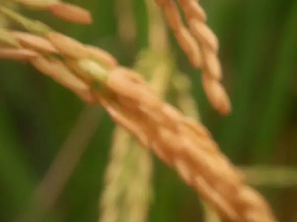 Primer Plano Campo Arroz Verde Con Fondo Borroso — Foto de Stock