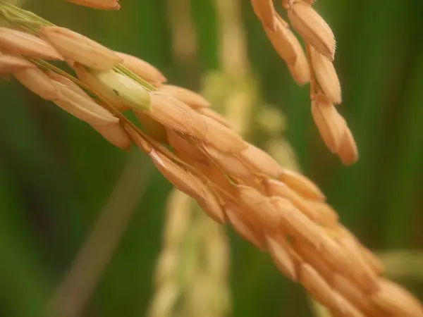 Close Sementes Arroz Paddy Amarelo Com Fundo Natureza Bokeh — Fotografia de Stock