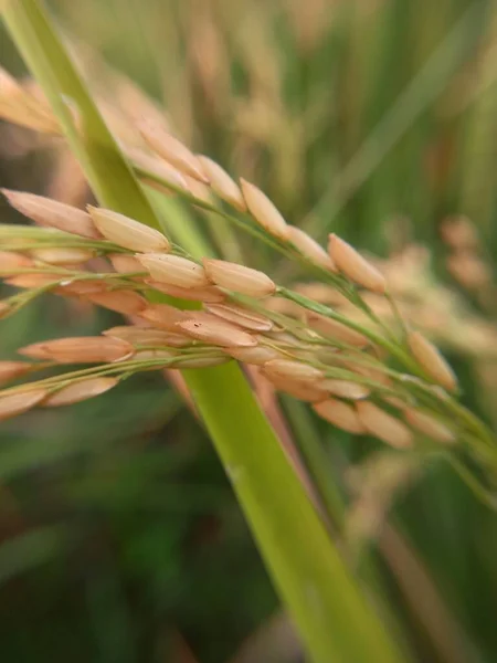 Primer Plano Semilla Arroz Con Cáscara Amarilla Con Fondo Bokeh — Foto de Stock