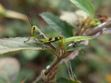 Yeşil yapraklı bir çekirgenin yakın plan çekimi.