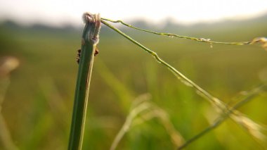 yeşil çimenler tarlada
