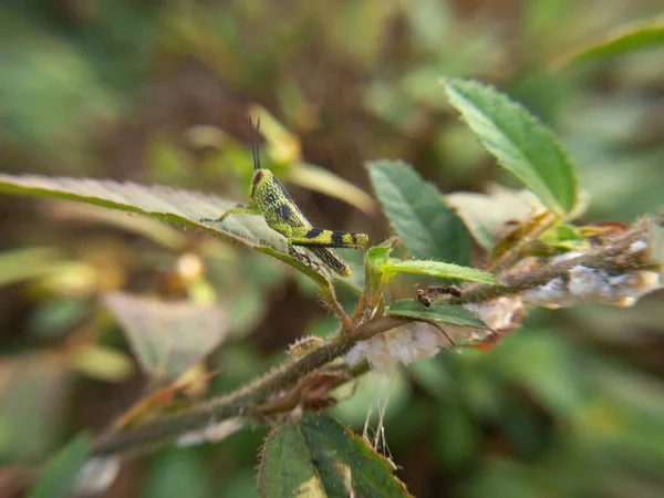 Bir daldaki yeşil yaprağın yakın plan çekimi.