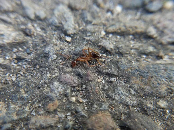 Perto Uma Aranha Chão — Fotografia de Stock