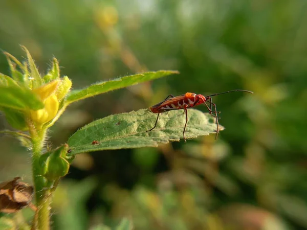 Close Bug Wild Nature — стоковое фото