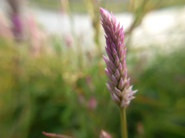 Krásný Botanický Záběr Přírodní Tapety — Stock fotografie