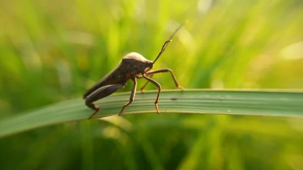 Close Big Insekt Auf Einem Grünen Blatt Auf Bokeh Natur — Stockfoto