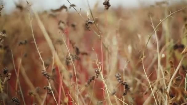Colorful autumn field macro of plants grass and herbs — Wideo stockowe