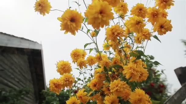 Fleurs jaunes chrysanthème floraison oscillant dans le vent dans un jardin arrière-cour. Culture de plantes décoratives. Poêle verticale. Gros plan 
