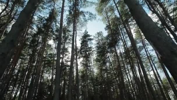 Solljuset skiner genom tallar grenar. Promenader genom tallskog och titta upp till toppen av träd — Stockvideo