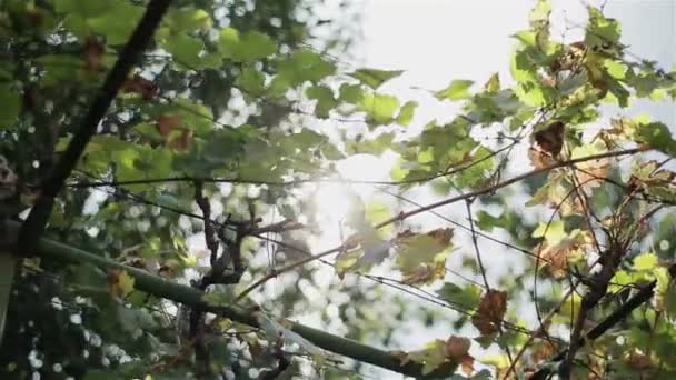 Des grappes de raisins noirs de la vendange d'automne et des feuilles suspendues à la vigne dans la lumière douce du soleil de l'après-midi. Deux coups dans une séquence 
