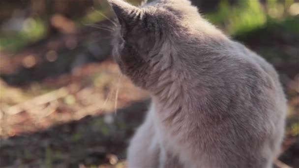 Released domestic pets behavior in natural surroundings cautious grey cat with blue eyes licking lips cleaning his fur suddenly shudder and then cautious smelling grass looking around and at camera — Stock Video