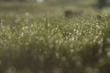 Makro taze bahar çimen erken sabah çiğ çiğ resim özgün renklerle ile yakın çekim ve bokeh bulanıklık