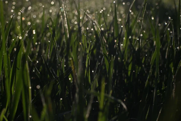 Macro close-up van verse lente gras met vroege ochtend dauw raw opname met de oorspronkelijke kleuren en bokeh vervagen — Stockfoto