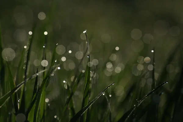 Macro primer plano de hierba fresca de primavera con el rocío temprano en la mañana imagen cruda con colores originales y borroso bokeh —  Fotos de Stock