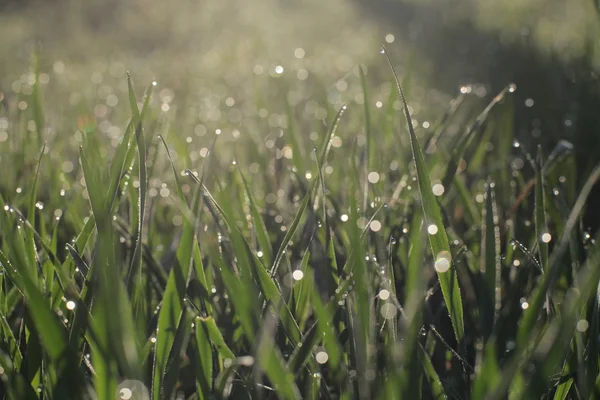 Makro menutup rumput musim semi segar dengan embun pagi gambar mentah dengan warna asli dan blur bokeh Stok Foto