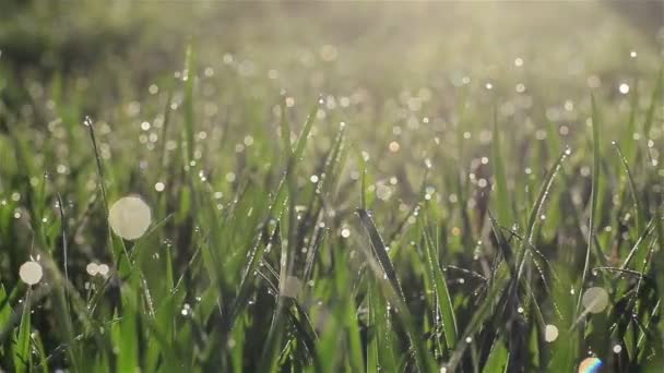 Camera langzaam bewegen door verse lente gras met vroege ochtend dauw druppels op weide of tuin - macro close-up met wazig bokeh waterbellen tracking schot naar rechts — Stockvideo