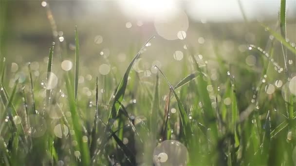 Камера повільно рухається крізь свіжу весняну траву з ранковими краплями роси на лузі або подвір'ї макро крупним планом з розмитими боке водяними бульбашками, що відстежують постріл ліворуч — стокове відео