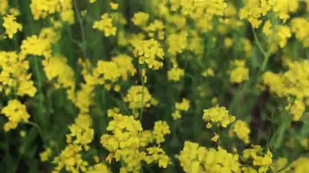 Snel doorlopen platteland veld met geel koolzaad bloemen bloeien — Stockvideo