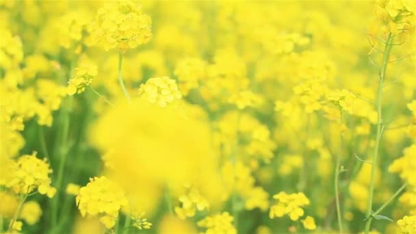 Pan close up of blooming bright yellow rapeseed flowers growing at countryside field — Stock Video
