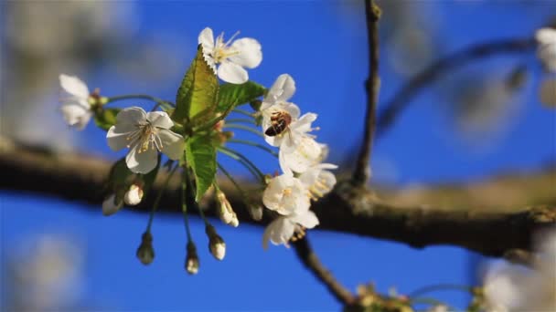 Macro primer plano de una abeja volando recogiendo polen de flores de flores de cerezo floreciendo en una rama de un árbol en un día soleado de primavera en un jardín en el fondo del cielo azul claro — Vídeos de Stock